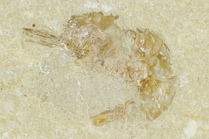 Cretaceous Fossil Shrimp - Lebanon #123928